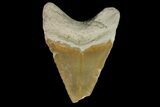 Fossil Megalodon Tooth - Bone Valley, Florida #145114-1